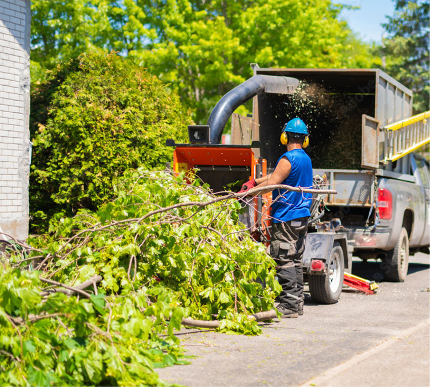 cleveland tree service